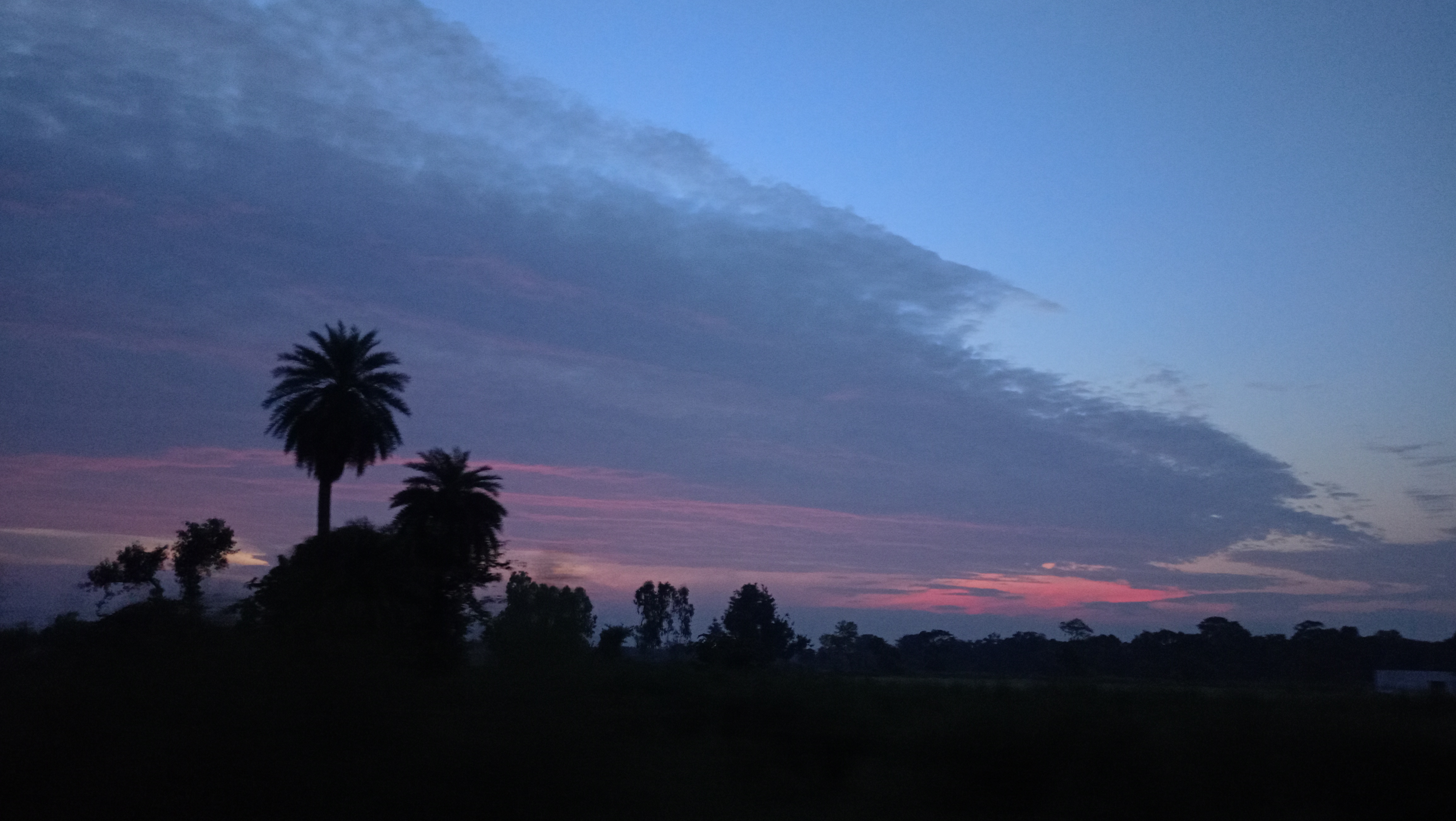 Dusk horizon with trees silhouetted under pink blue clouds